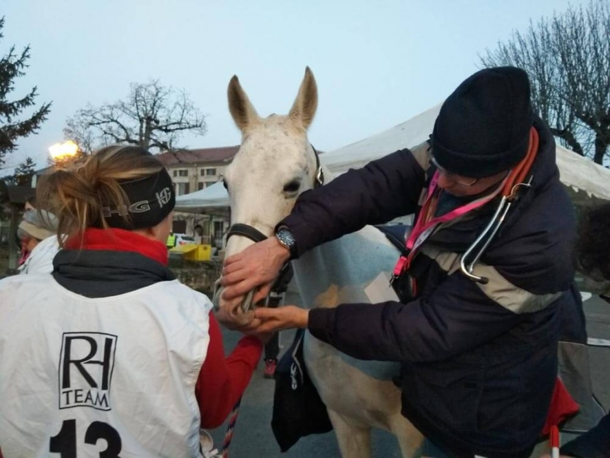 Le vétérinaire vérifie aussi la bouche et les dents du cheval, son identité, son âge... @Blog Cheval d'Aventure