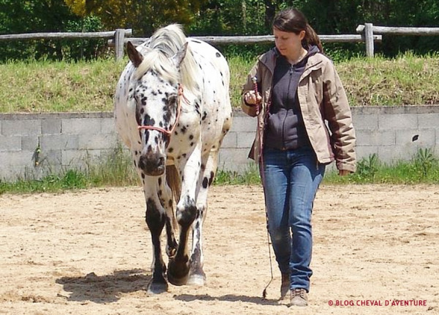 Travail à pied en équitation @Blog Cheval d'Aventure