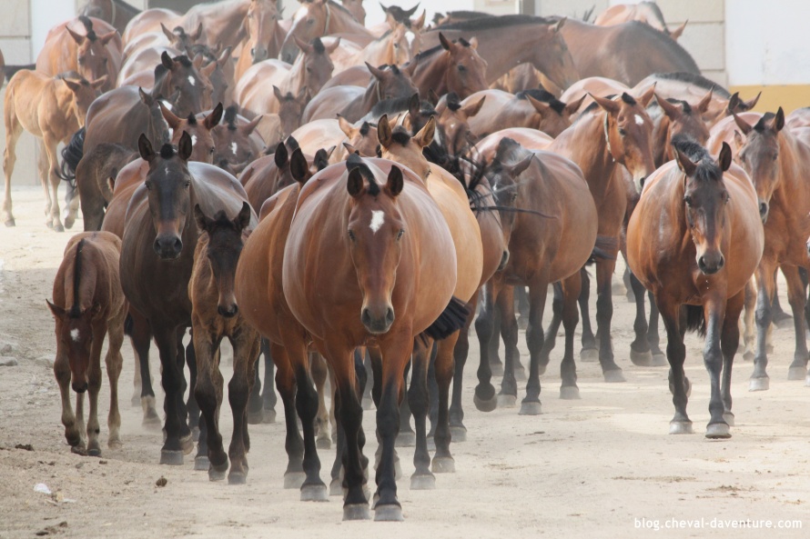 Elevage de chevaux lusitaniens au Portugal @Blog Cheval d'Aventure