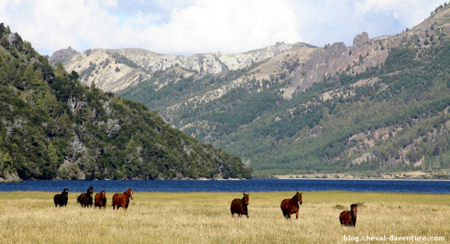 Chevaux en liberté en Patagonie @Blog Cheval d'Aventure