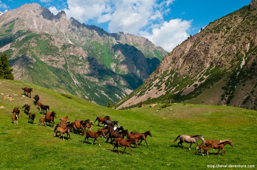 Chevaux en liberté dans les montagnes de Kirghizie @Blog Cheval d'Aventure