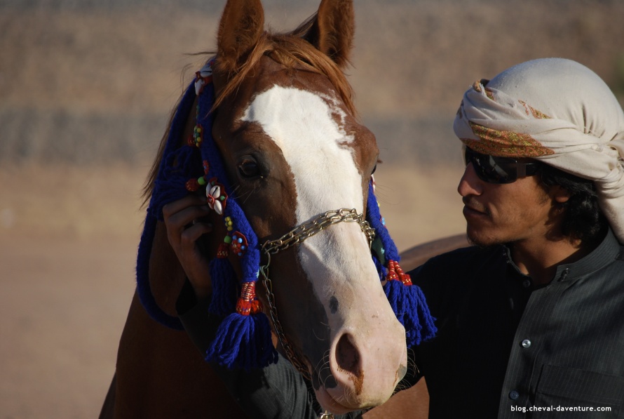 Cheval arabe en Jordanie @Blog Cheval d'Aventure