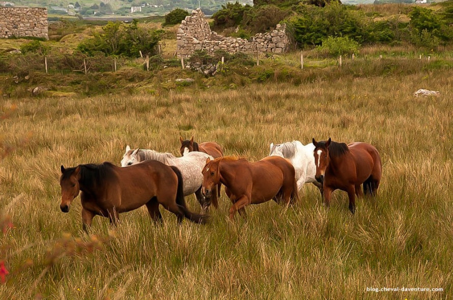 Les chevaux irlandais sont sur l'île depuis plus de 2500 ans @Blog Cheval d'Aventure
