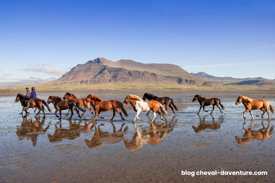 L'Islande à cheval avec Cheval d'Aventure