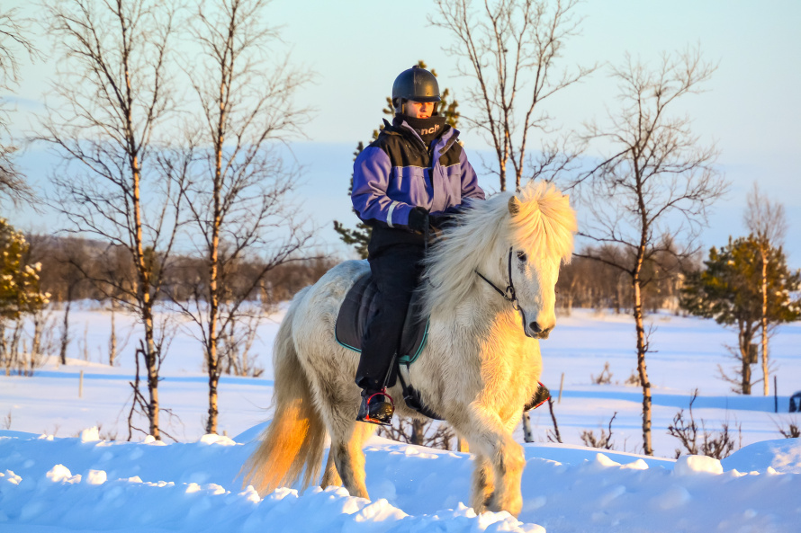 Le cheval Islandais et son tölt légendaire