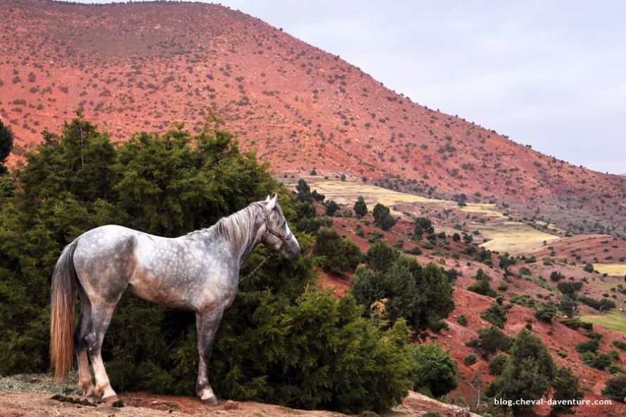 Le cheval barbe, trésor de la culture berbère@Blog Cheval d'Aventure