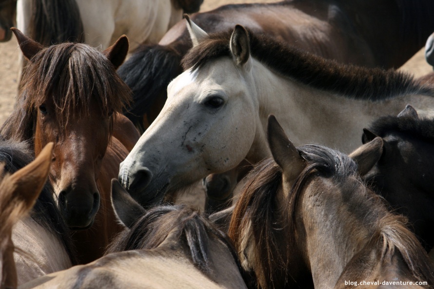 Les chevaux du Monde @Blog Cheval d'Aventure