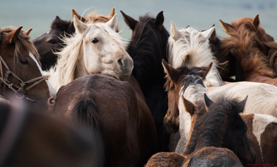 Troupeau de chevaux en Mongolie @Blog Cheval d'Aventure