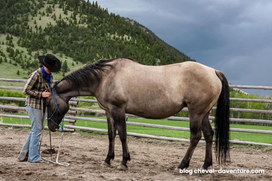 Un cavalier et son cheval dans un ranch au Montana