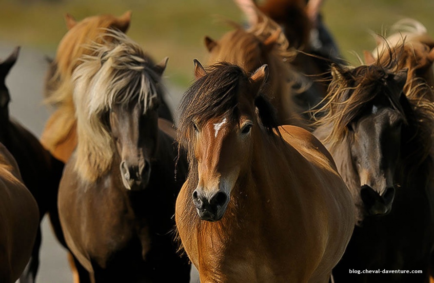 La légende dit que ce sont des chevaux qui traînent le soleil dans le ciel @Blog Cheval d'Aventure