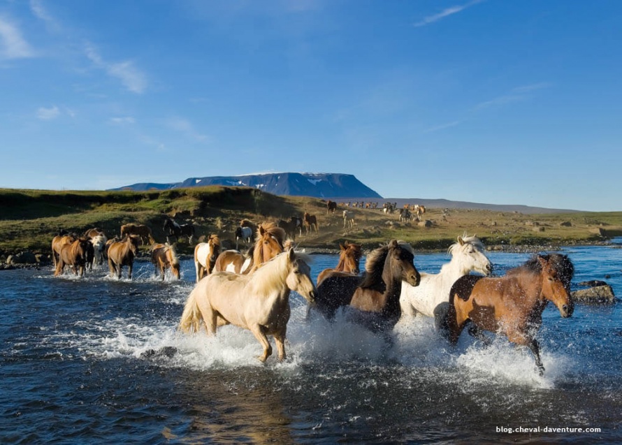 Le cheval est présent dans le folklore islandais depuis la nuit des temps@Blog Cheval d'Aventure
