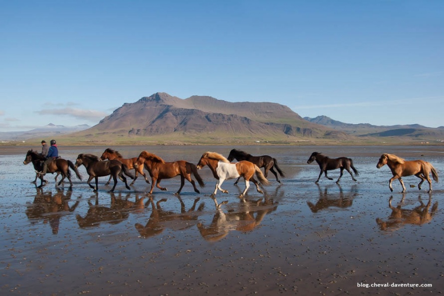 Le petit cheval islandais est d'une endurance à toute épreuve @Blog Cheval d'Aventure