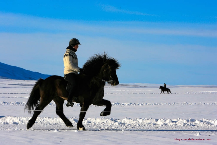 Belle démonstration de tölt, allure supplémentaire propre au cheval islandais  qui ne provoque aucune secousse @Blog Cheval d'Aventure