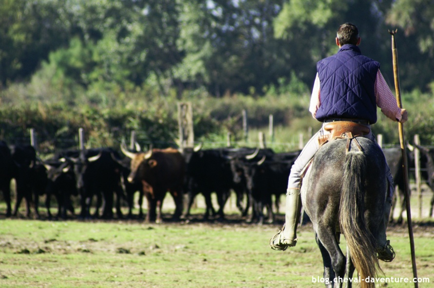 Travail du bétail avec les gardians camarguais @Blog Cheval d'Aventure