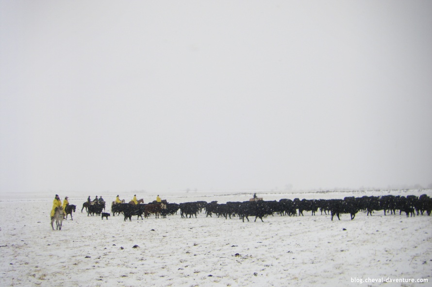 Regroupement du bétail à cheval sous une tempête de neige @Blog Cheval d'Aventure