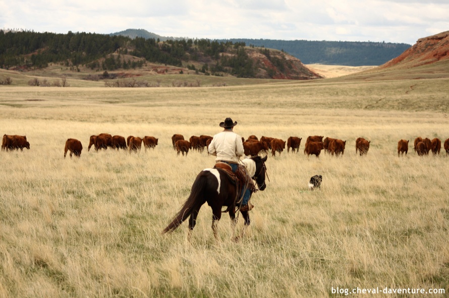 Travail avec le bétail aux Etats-Unis @Blog Cheval d'Aventure