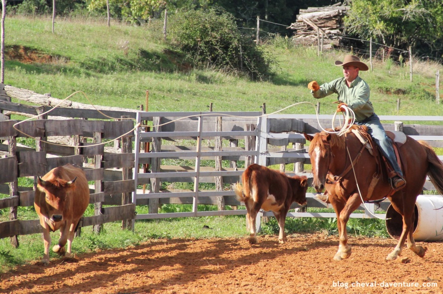 Travail avec le bétail au centre western @Blog Cheval d'Aventure