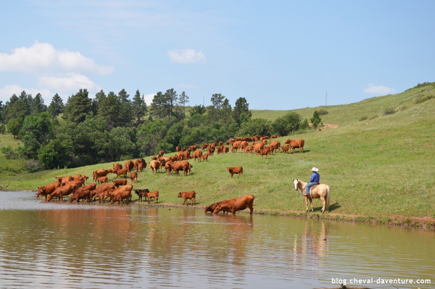 Travail avec les cow-boys dans le Wyoming @Blog Cheval d'Aventure