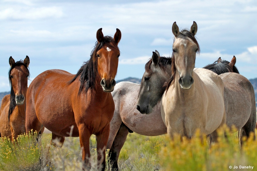 Mustangs dans le Nevada @Blog Cheval d'Aventure