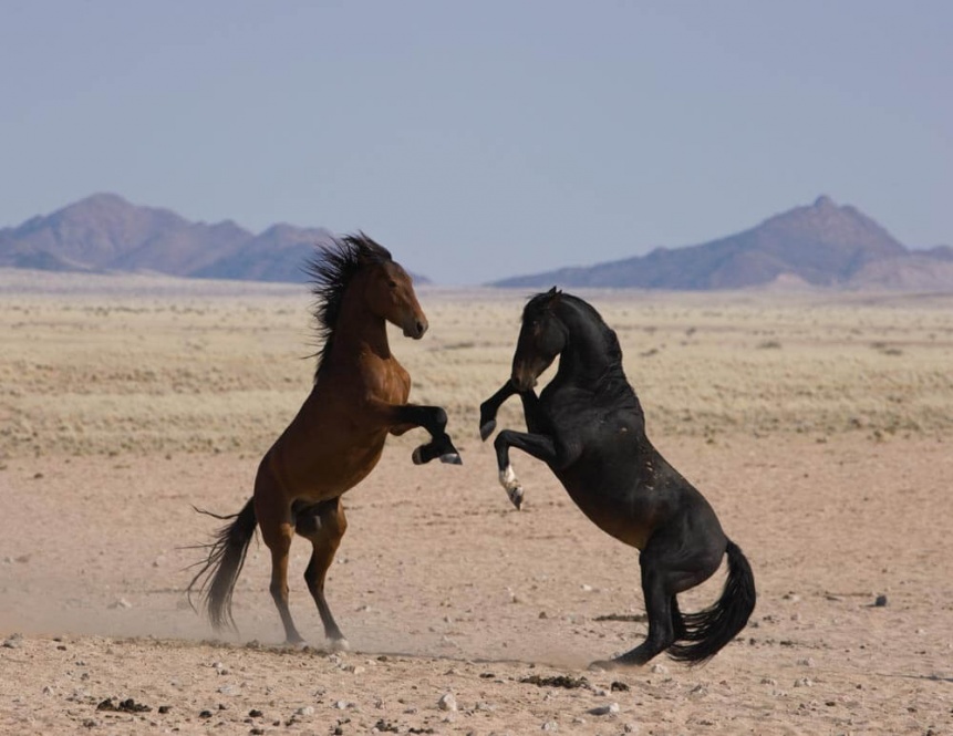 Combat d'étalons sauvages en Namibie - Photo ©Kristel Richard