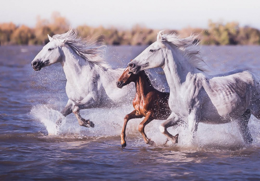 Poster Chevaux De Camargue - Photo Poulain Et Parents Dans L'Étang, Format A2 (42x59.4 Cm) - Impression France