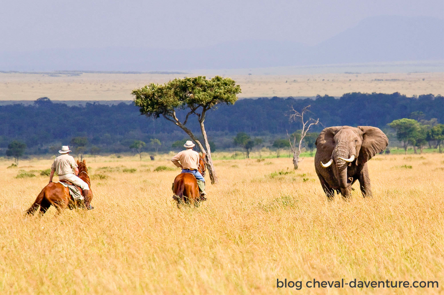 quand partir en safari à cheval saison sèche kenya masai mara