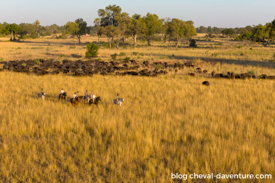 quand partir en safari à cheval botswana