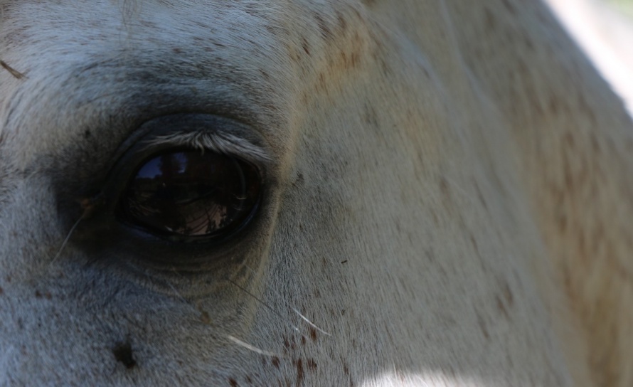 L'oeil doux caractéristique de l'Arabe, cheval proche de l'homme@Blog Cheval d'Aventure