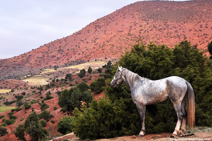Ce cheval massif et musclé présente le modèle parfait du standard barbe@Blog Cheval d'Aventure
