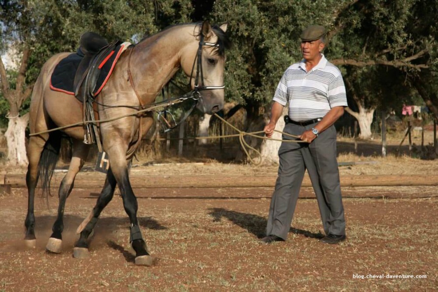 Les Marocains perpétuent la tradition du dressage pour les chevaux Barbes @Blog Cheval d'Aventure