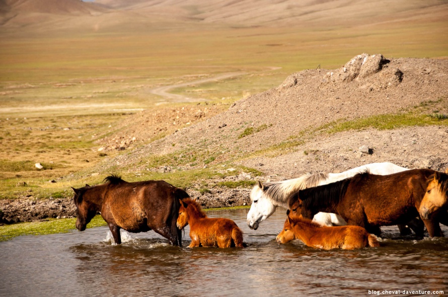 L'avenir de la Mongolie nomade est dans la pérennité des chevaux @Blog Cheval d'Aventure