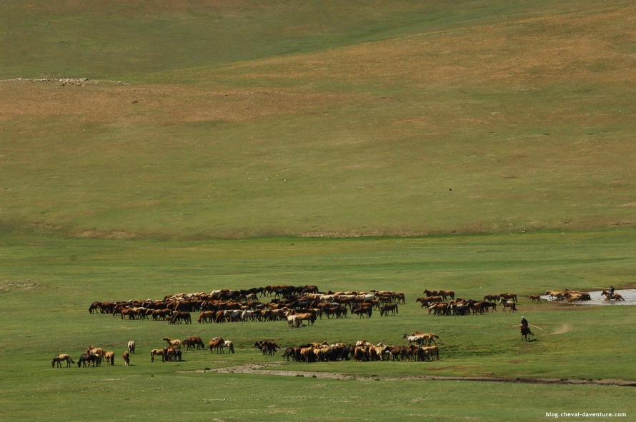 La richesse de son troupeau fait la richesse du Mongol @Blog Cheval d'Aventure