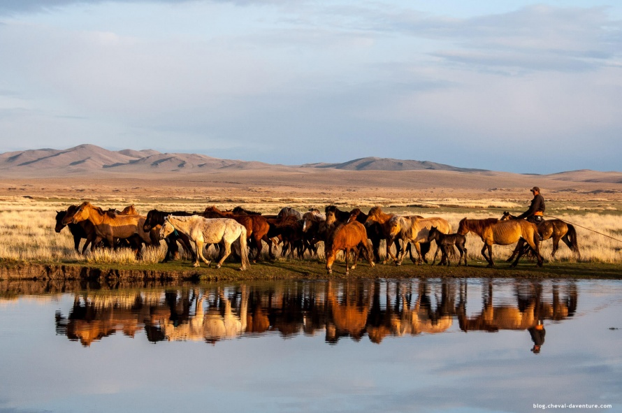 Le cheval mongol s'est adapté au climat de la Mongolie @Blog Cheval d'Aventure