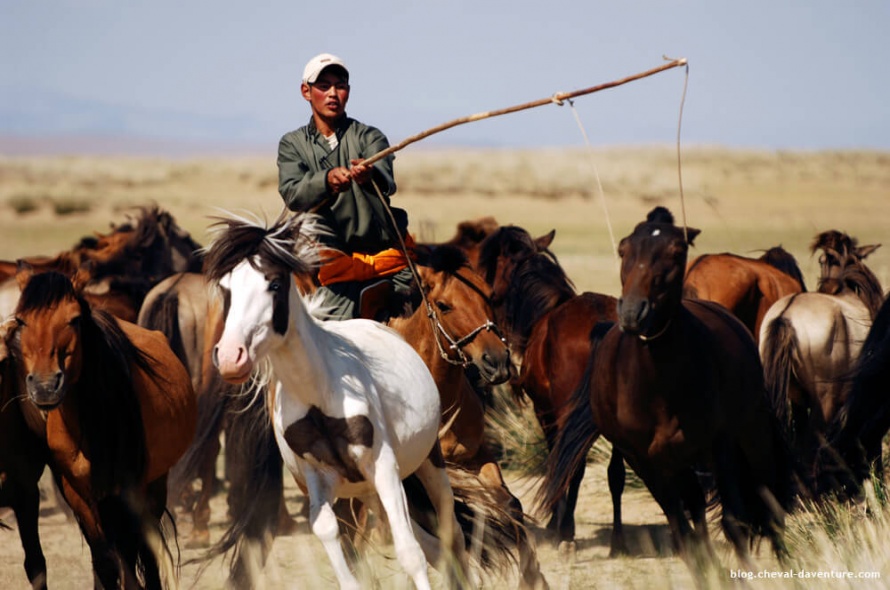 Ce cavalier mongol conduit son troupeau avec l'urga @Blog Cheval d'Aventure