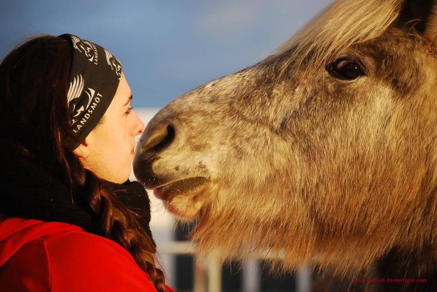 L'Islandais est réputé doux, c'est le cheval de toute la famille @Blog Cheval d'Aventure