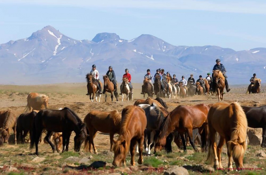 Particulièrement grégaires, les chevaux Islandais ne peuvent supporter la solitude, @Blog Cheval d'Aventure