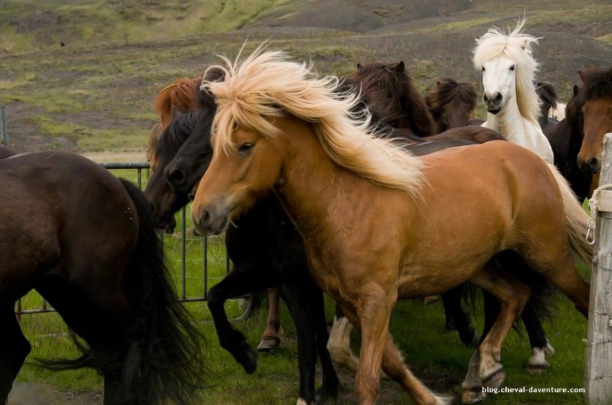 Particulièrement grégaires, les chevaux Islandais ne peuvent supporter la solitude, @Blog Cheval d'Aventure