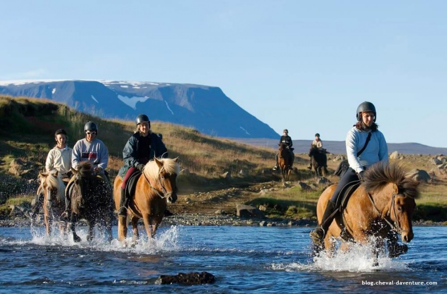 L'Islande ne compte qu'une seule race équine, mais quelle race ! @Blog Cheval d'Aventure