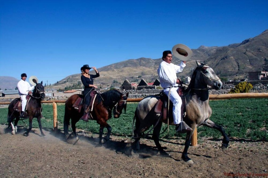 Le Paso Péruvien est le cheval national de ce pays aux traditions équestres ancestrales @Blog Cheval d'Aventure