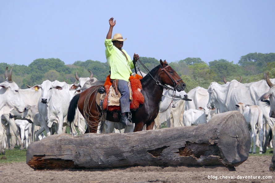 Pantaneiro en plein travail avec le bétail @Blog Cheval d'Aventure