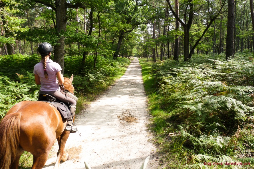 Rando à cheval en forêt @Blog Cheval d'Aventure