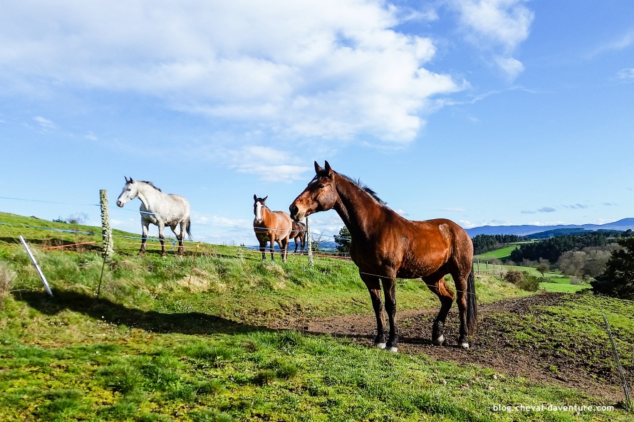 Les chevaux dans le pré @Blog Cheval d'Aventure