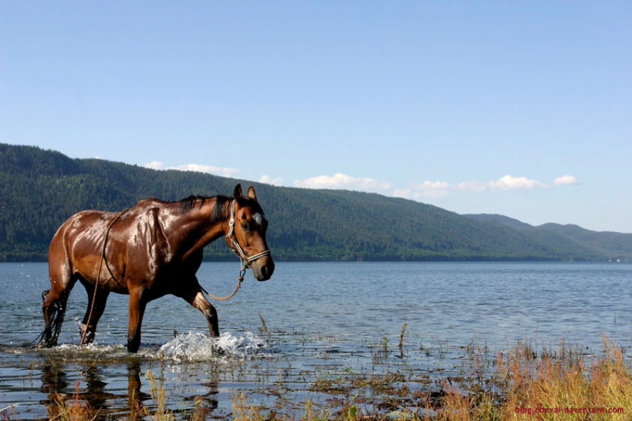 Rafraîchissement pour les chevaux de randonnée en Bulgarie @Blog Cheval d'Aventure