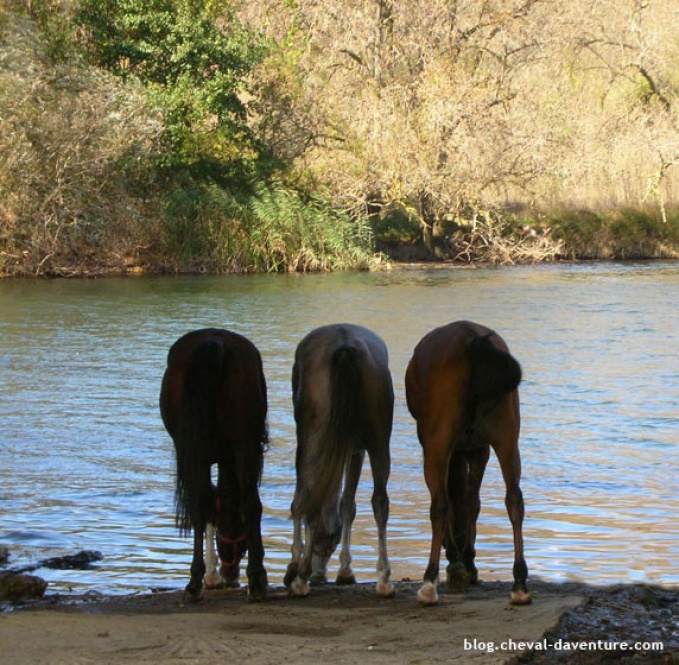 Trois chevaux bulgares @Blog Cheval d'Aventure