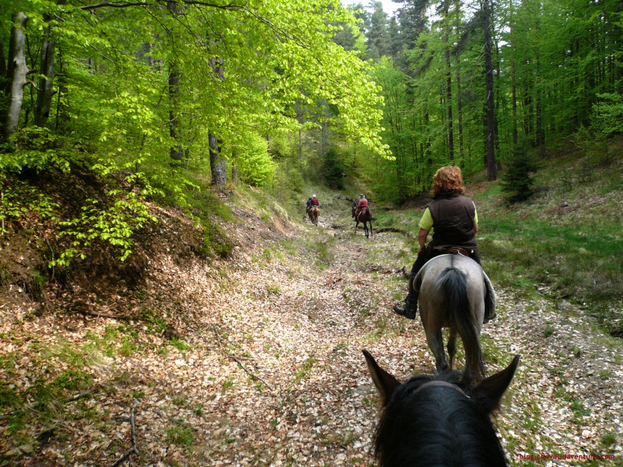 Randonnée à cheval dans les forêts bulgares @Blog Cheval d'Aventure