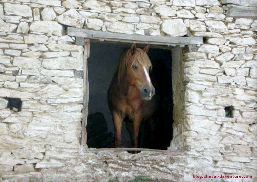 Jeune cheval bulgare @Blog Cheval d'Aventure