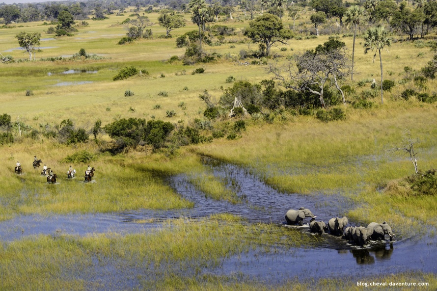 Safari à cheval dans l'Okavango @Blog Cheval d'Aventure
