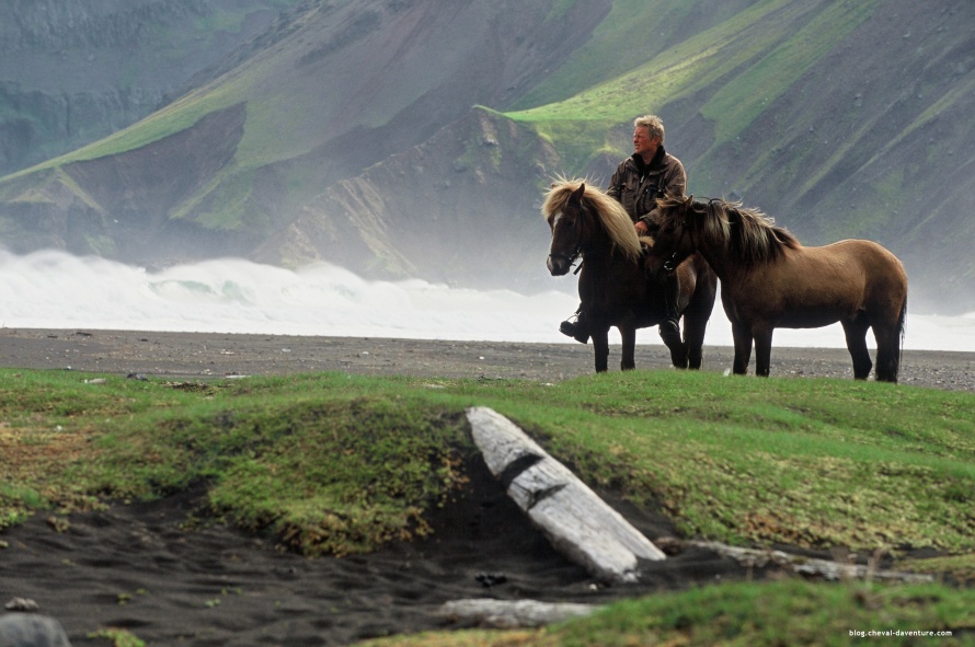 Yvar, le cheval islandais