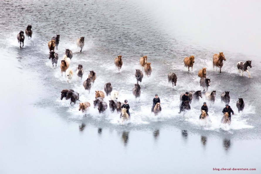 Traversée à cheval de rivière en Islande @Blog Cheval d'Aventure