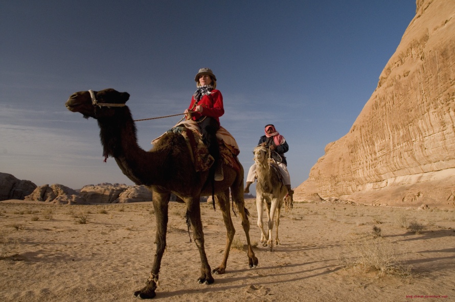Découverte des chameaux dans le Wadi Rum @Blog Cheval d'Aventure